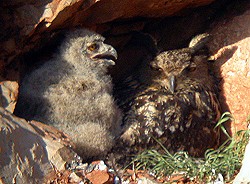 Eurasian Eagle-owl  - Bubo bubo © John Muddeman